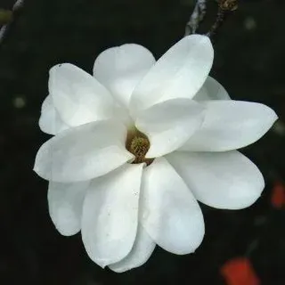 thumbnail for publication: Magnolia x soulangiana 'Pristine' 'Pristine' Saucer Magnolia